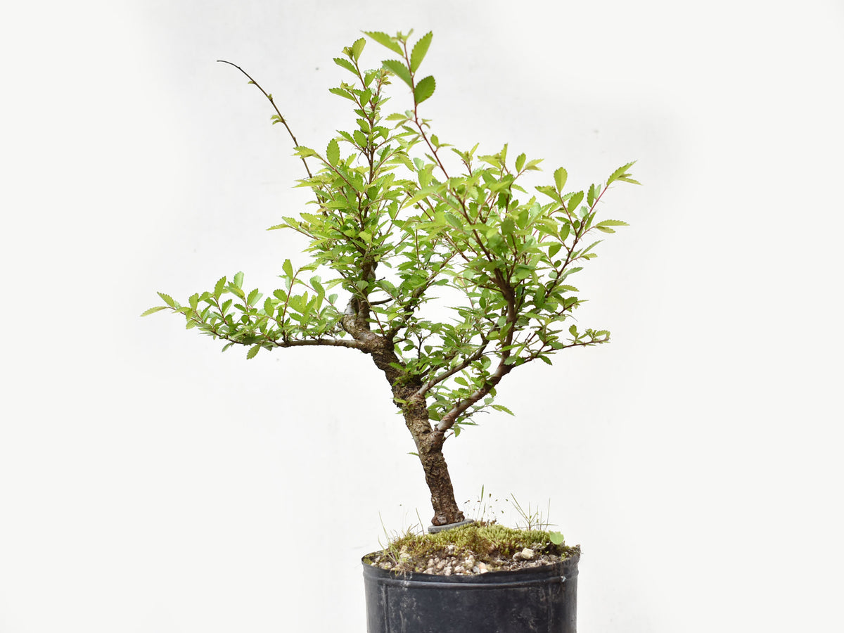 OLMO CHINO (Ulmus Parvifolia)