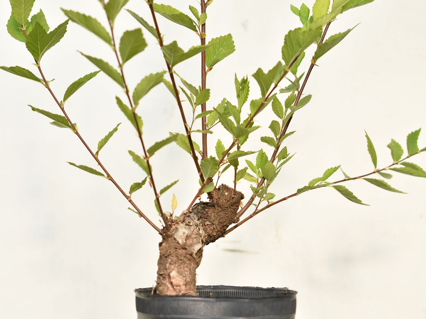 OLMO (Ulmus Minor)
