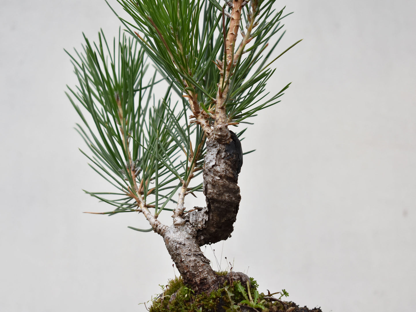 KUROMATSU (Pinus Thumbergii)
