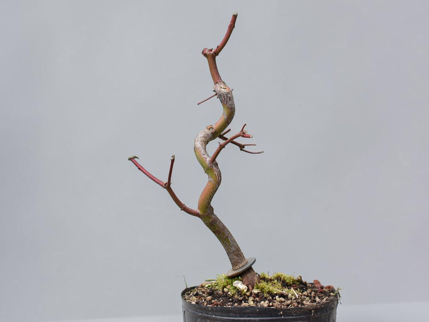 ARCE JAPONES (Acer Palmatum)