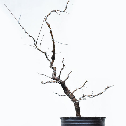 OLMO CHINO (Ulmus Parvifolia)