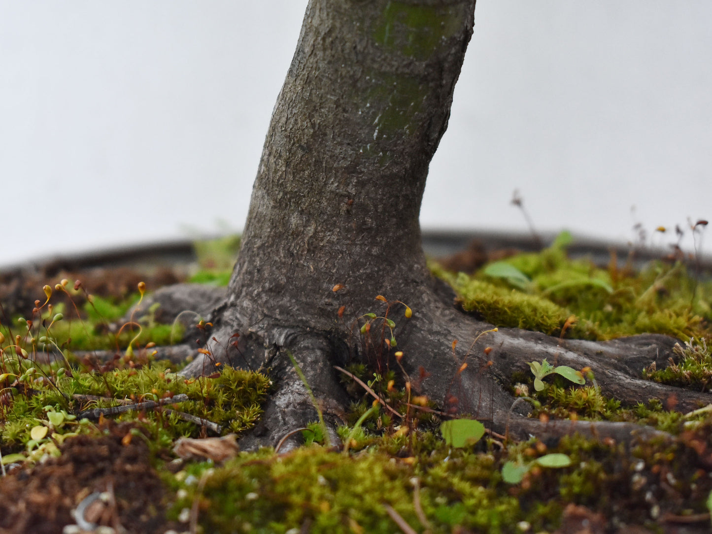 MOMIJI (Acer palmatum)