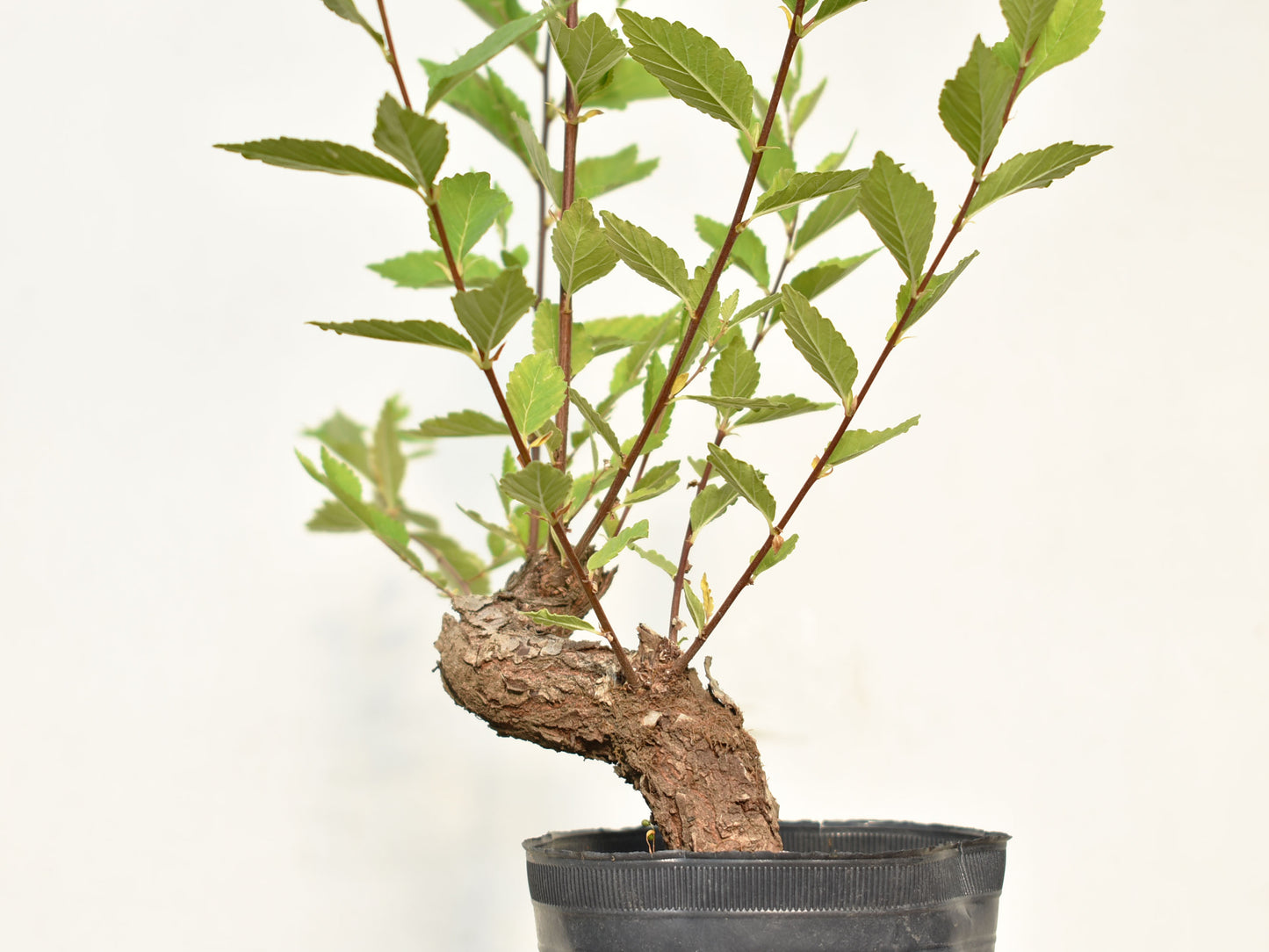 OLMO (Ulmus Minor)