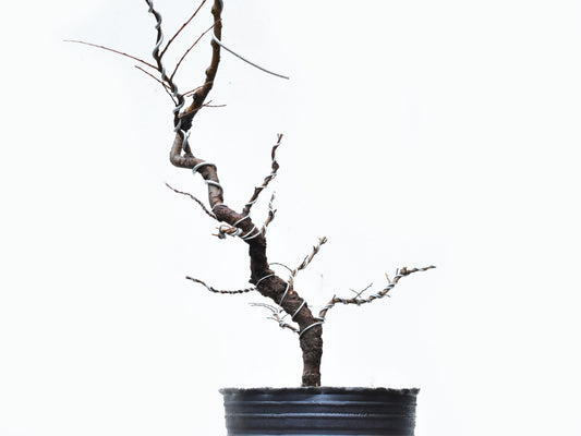 OLMO CHINO (Ulmus Parvifolia)