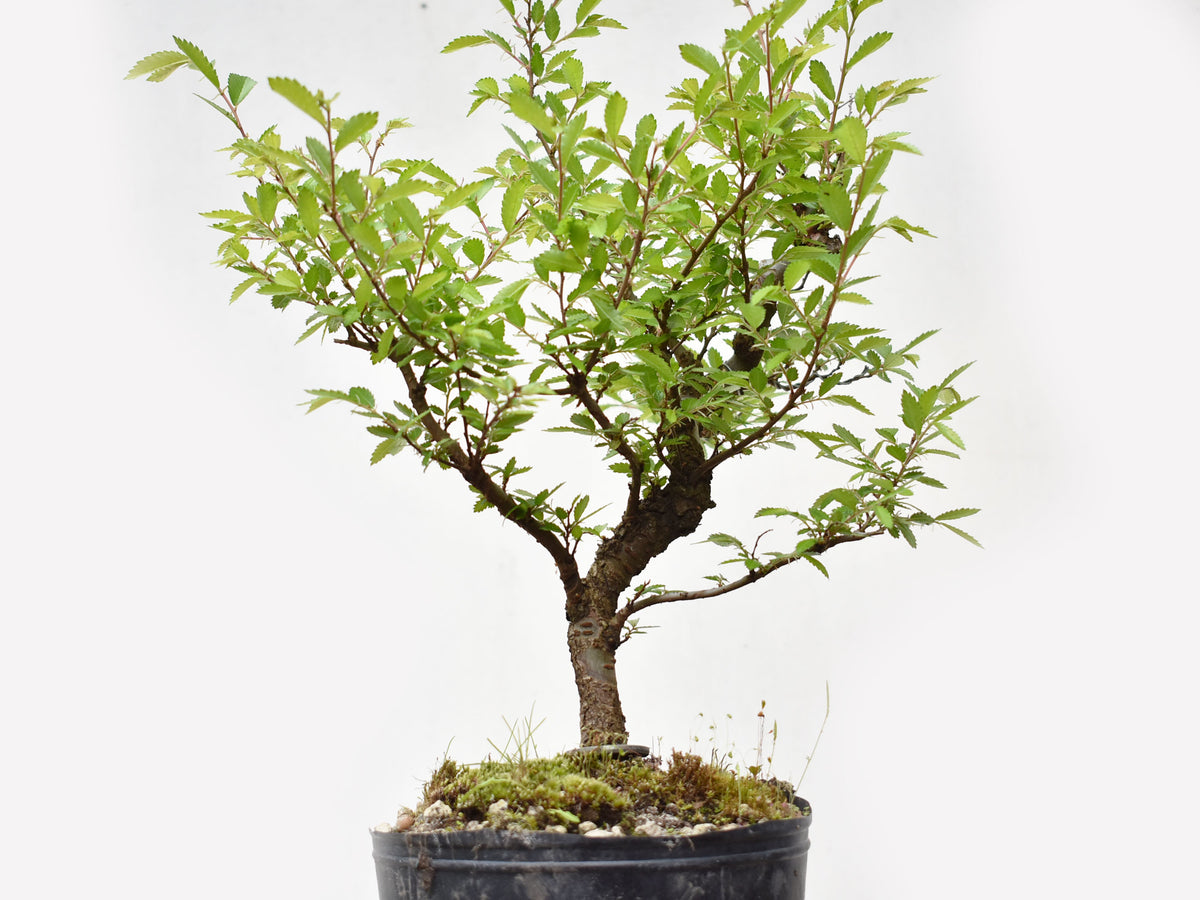OLMO CHINO (Ulmus Parvifolia)