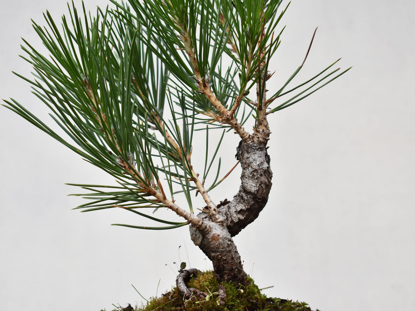 KUROMATSU (Pinus Thumbergii)