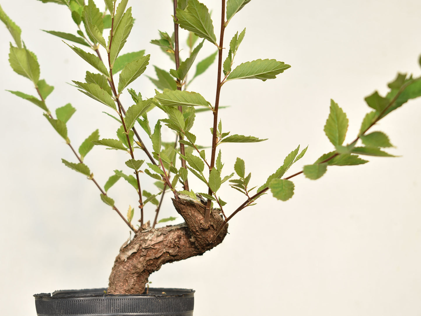 OLMO (Ulmus Minor)