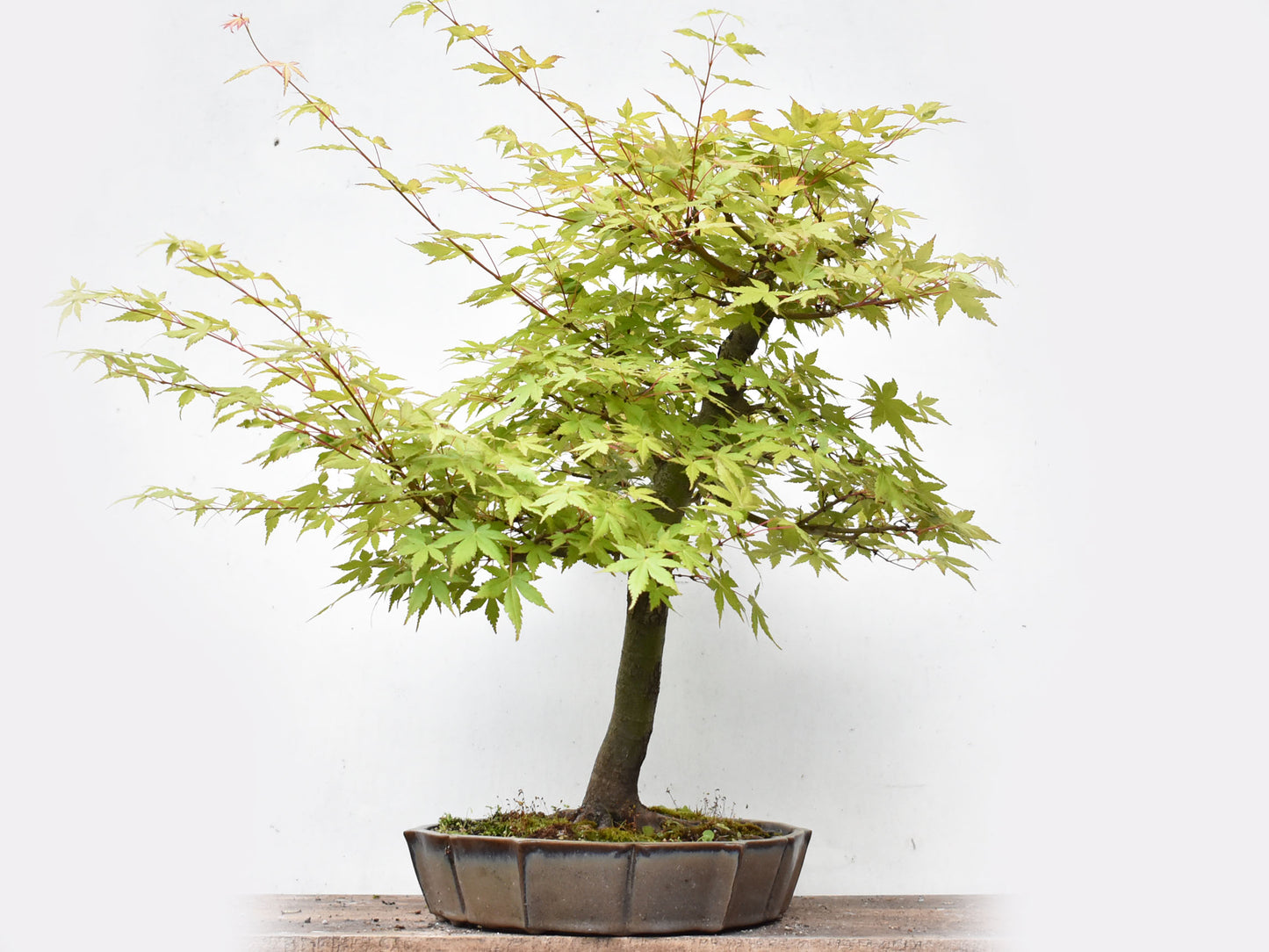 MOMIJI (Acer palmatum)