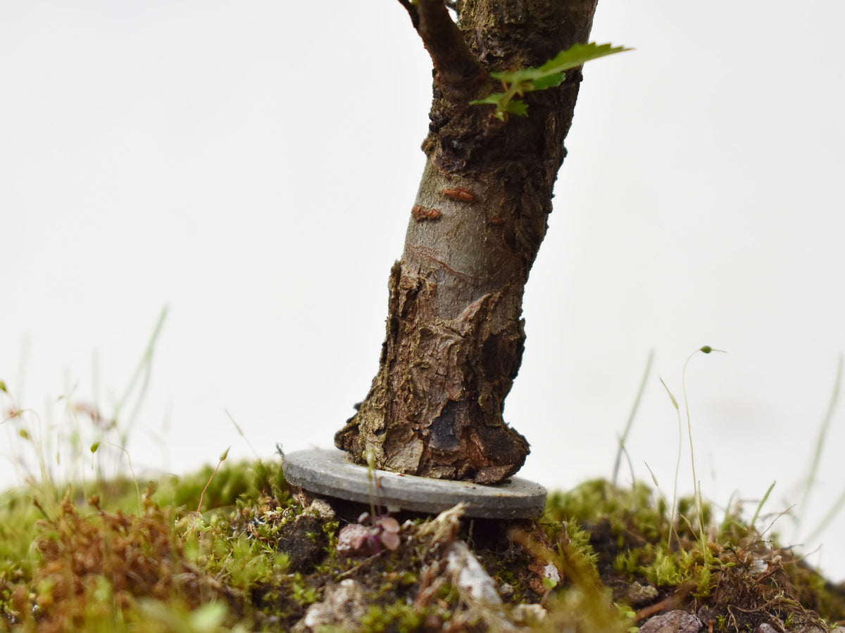 OLMO CHINO (Ulmus Parvifolia)