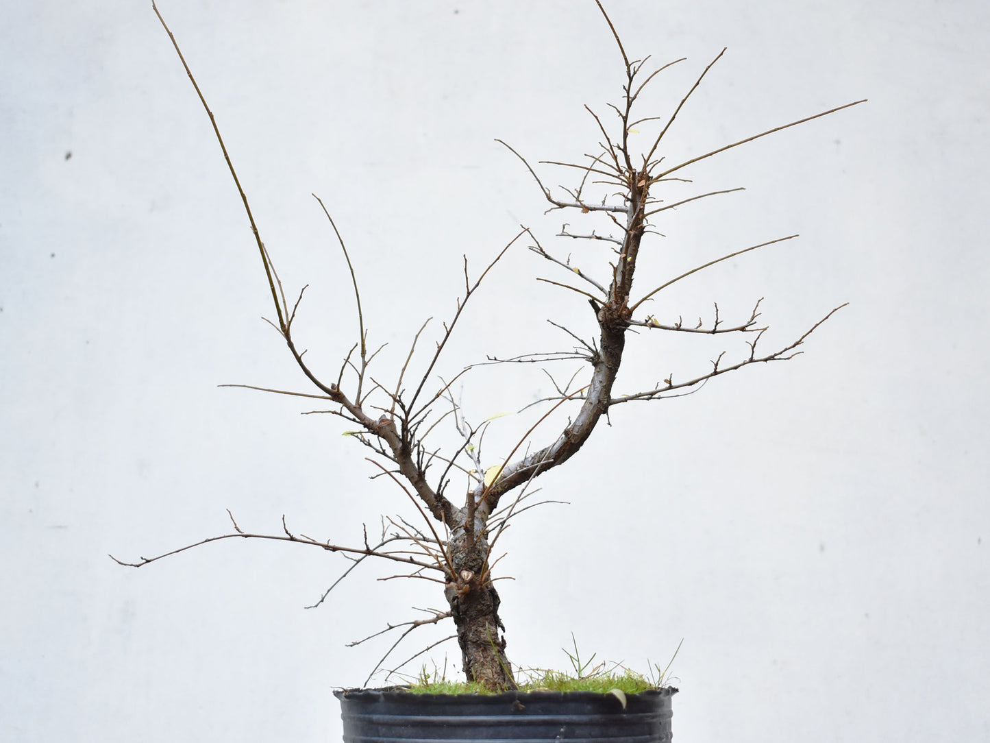 OLMO CHINO (Ulmus Parvifolia)