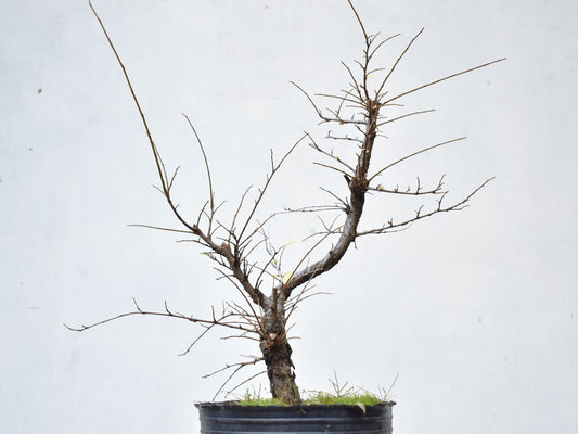 OLMO CHINO (Ulmus Parvifolia)