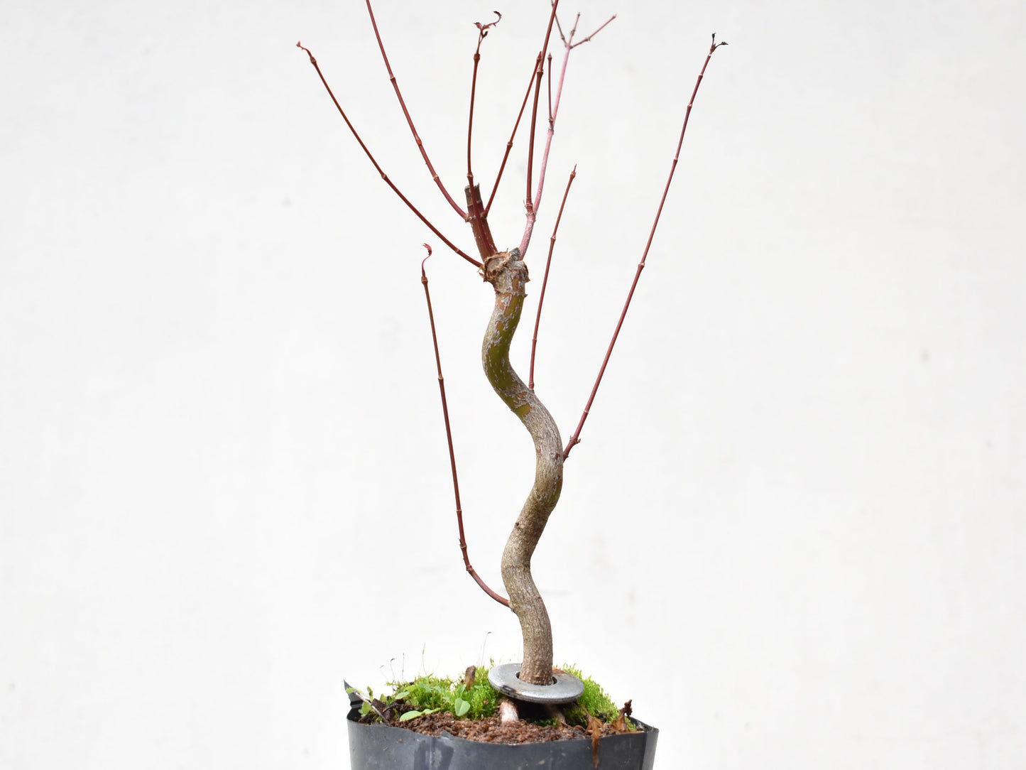 ARCE JAPONES (Acer Palmatum)