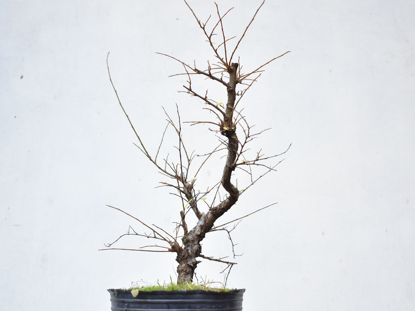 OLMO CHINO (Ulmus Parvifolia)