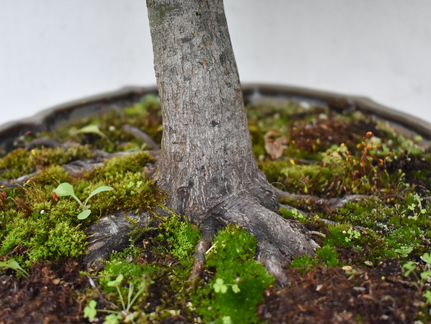 MOMIJI (Acer palmatum)