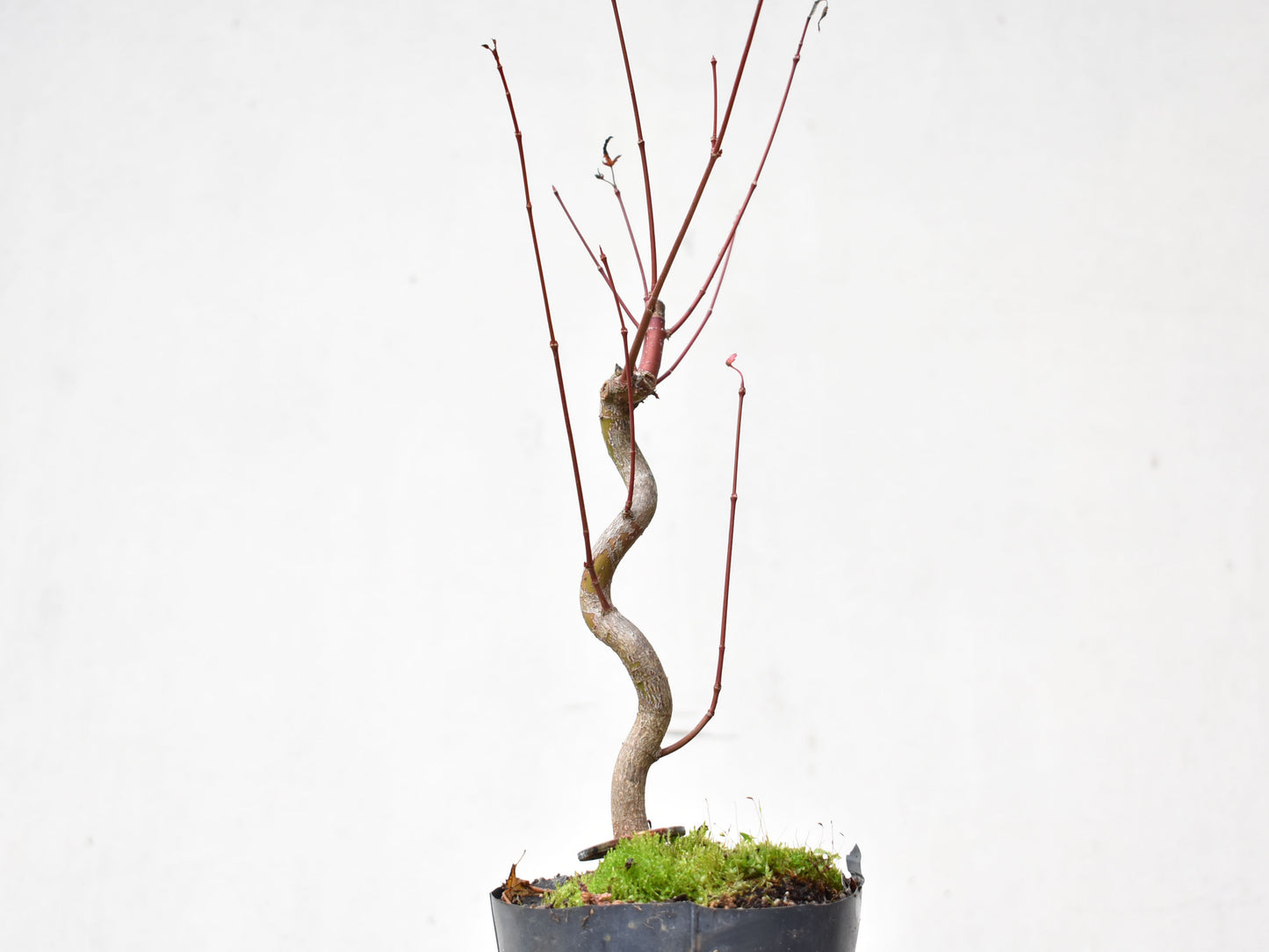 ARCE JAPONES (Acer Palmatum)