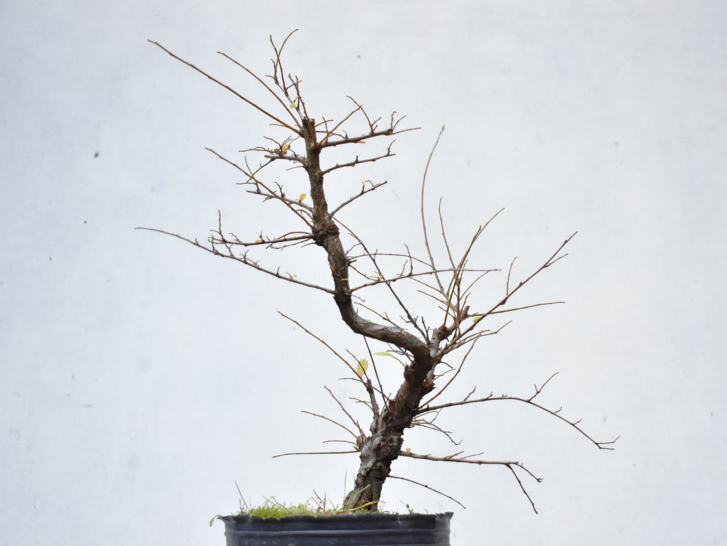 OLMO CHINO (Ulmus Parvifolia)