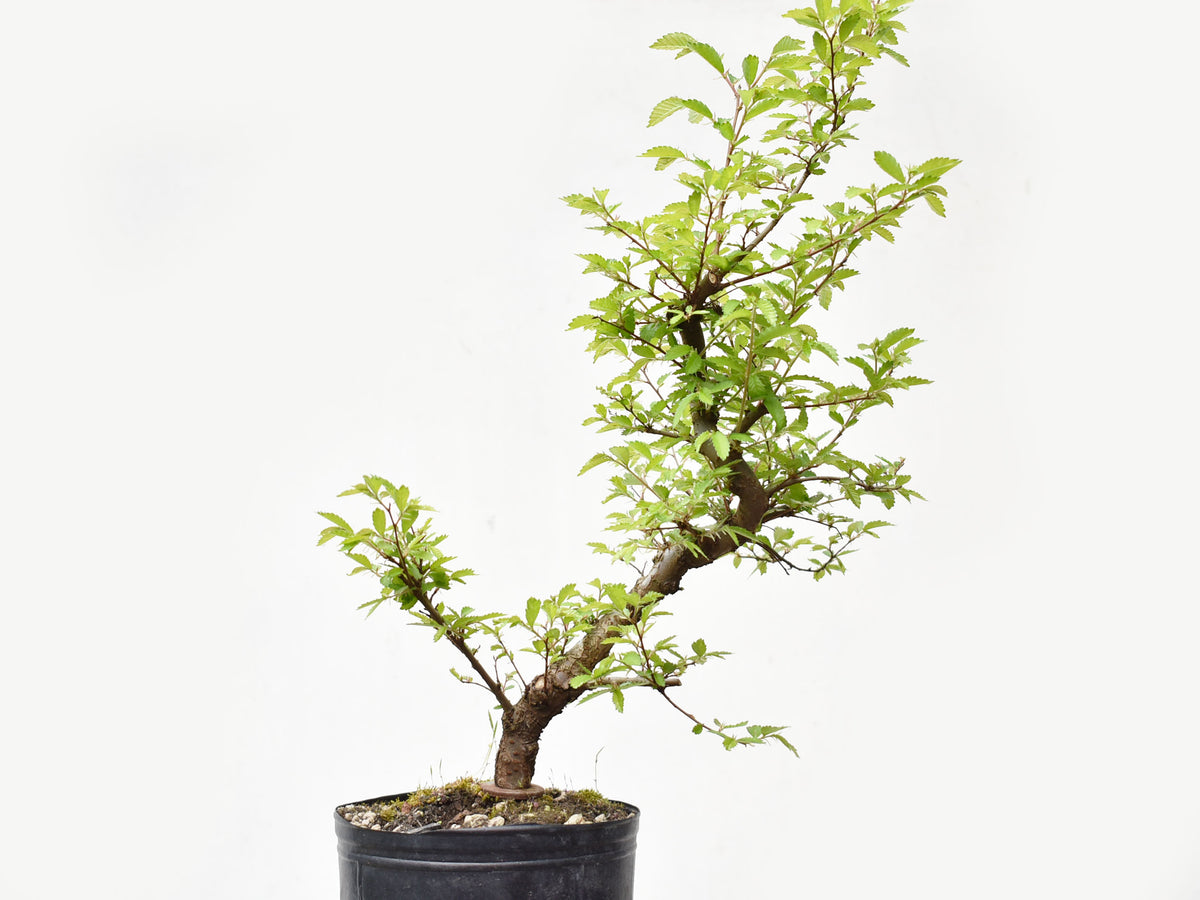 OLMO CHINO (Ulmus Parvifolia)