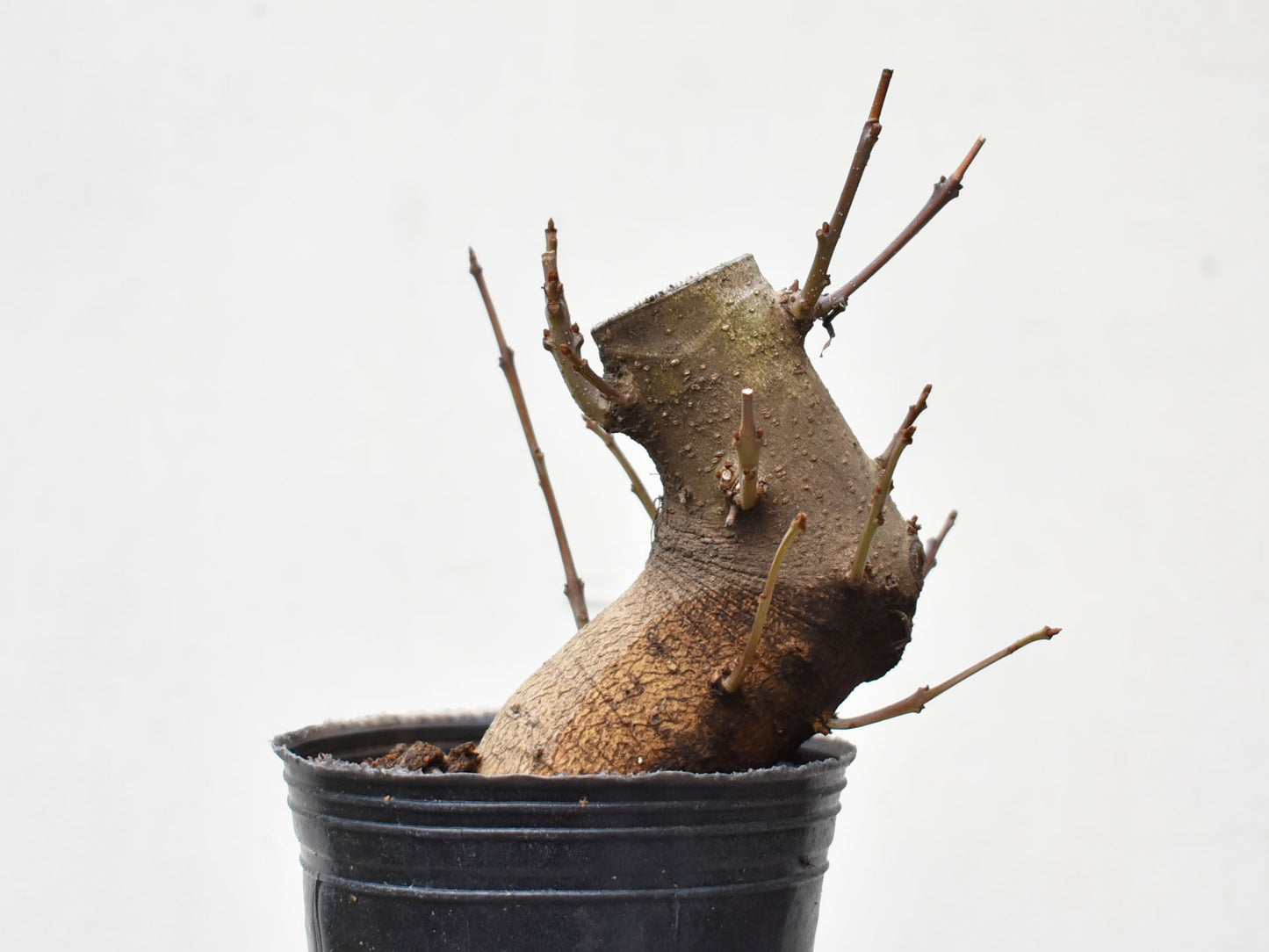 FRESNO MEDITERRANEO (Fraxinus Angustifolia)