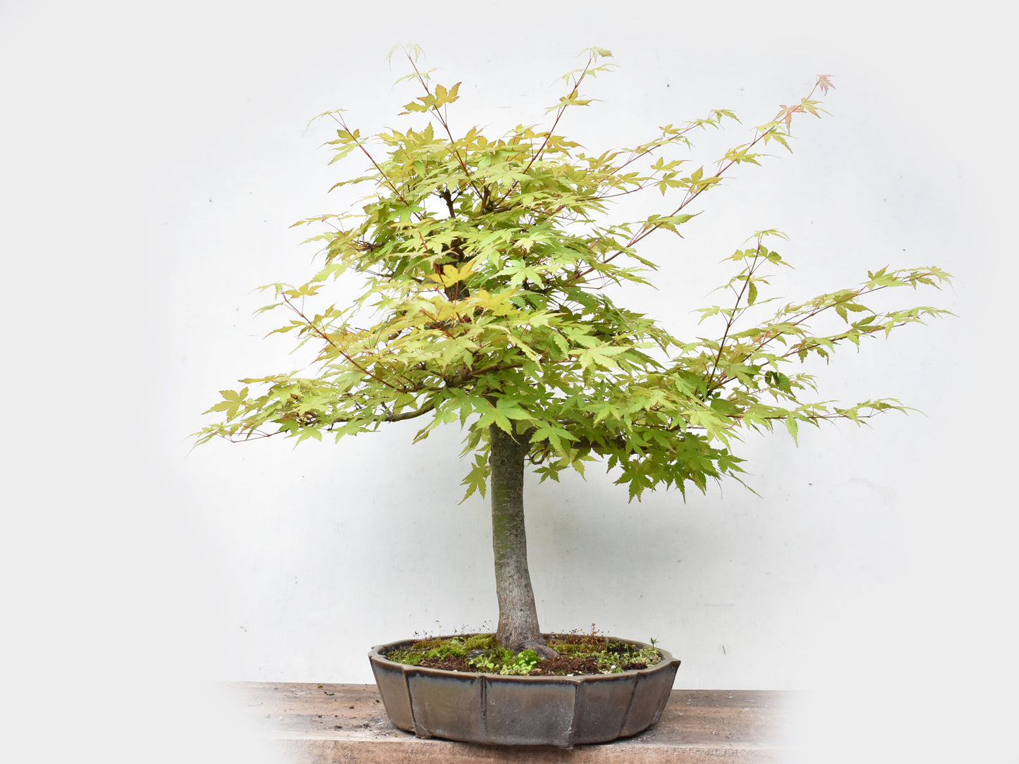 MOMIJI (Acer palmatum)