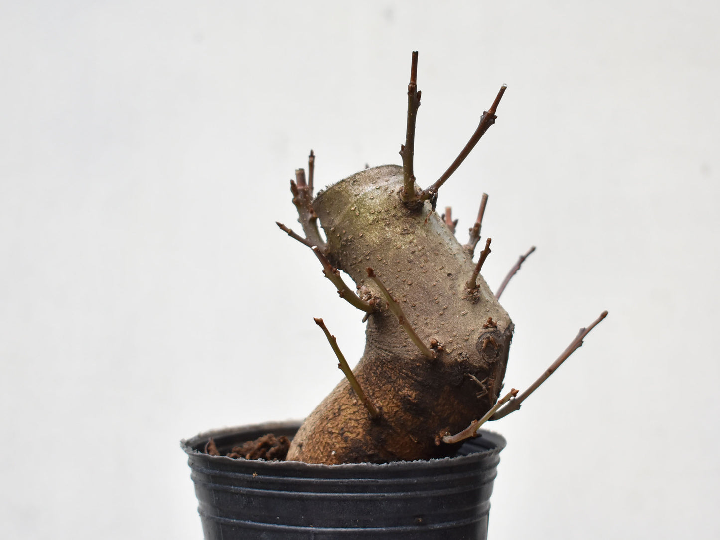 FRESNO MEDITERRANEO (Fraxinus Angustifolia)