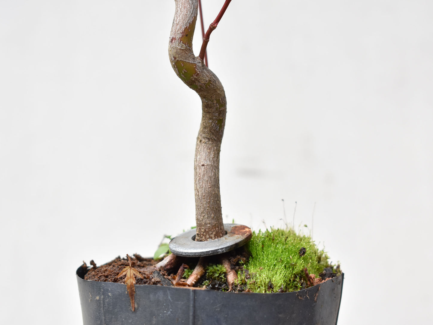 ARCE JAPONES (Acer Palmatum)