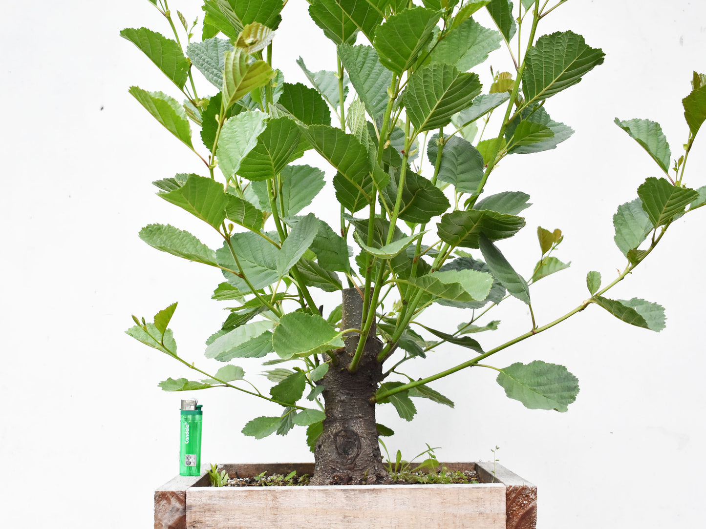 ALISO (Alnus Glutinosa)