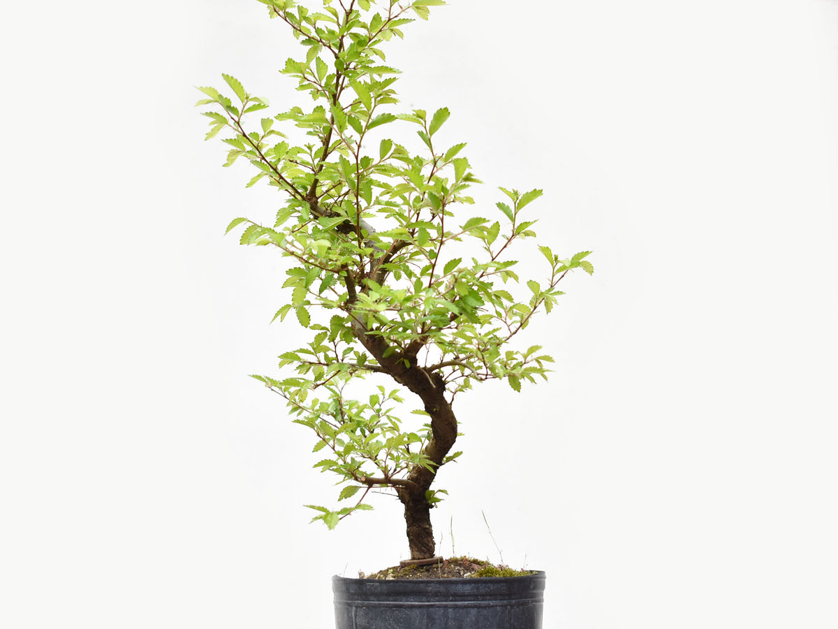 OLMO CHINO (Ulmus Parvifolia)
