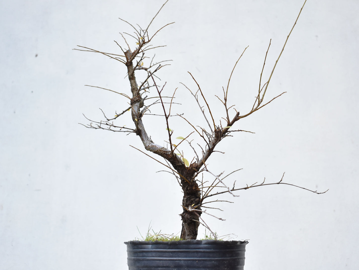 OLMO CHINO (Ulmus Parvifolia)