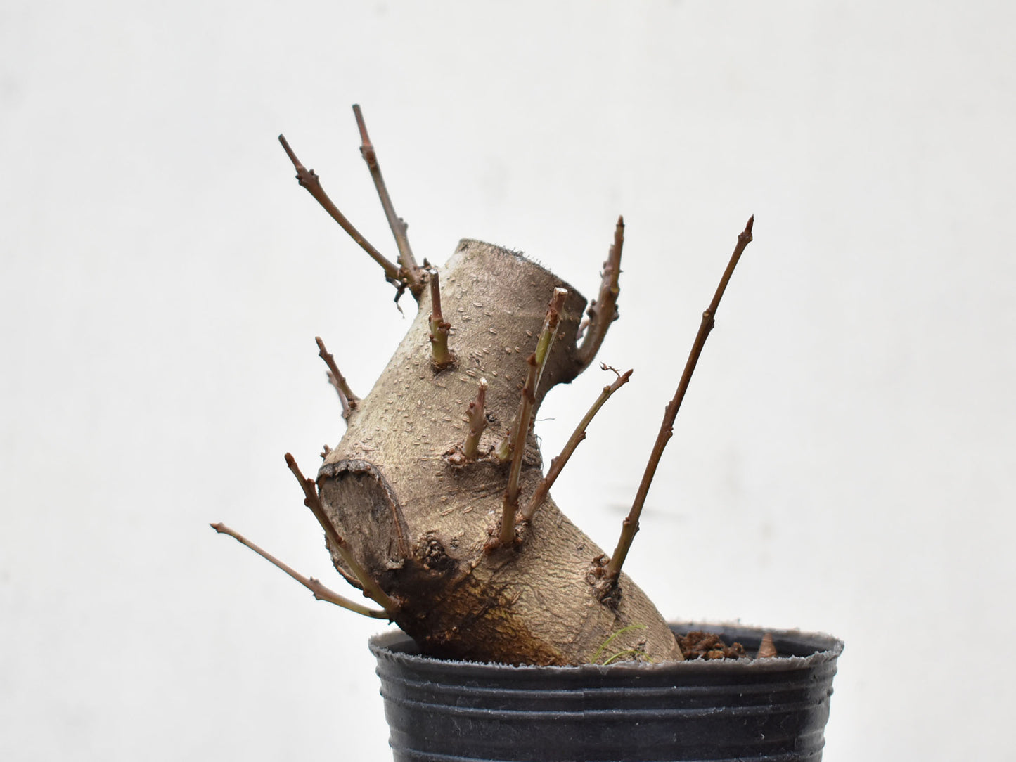 FRESNO MEDITERRANEO (Fraxinus Angustifolia)