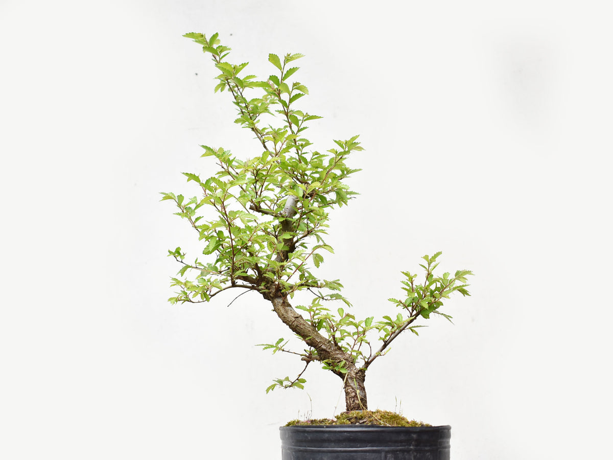 OLMO CHINO (Ulmus Parvifolia)