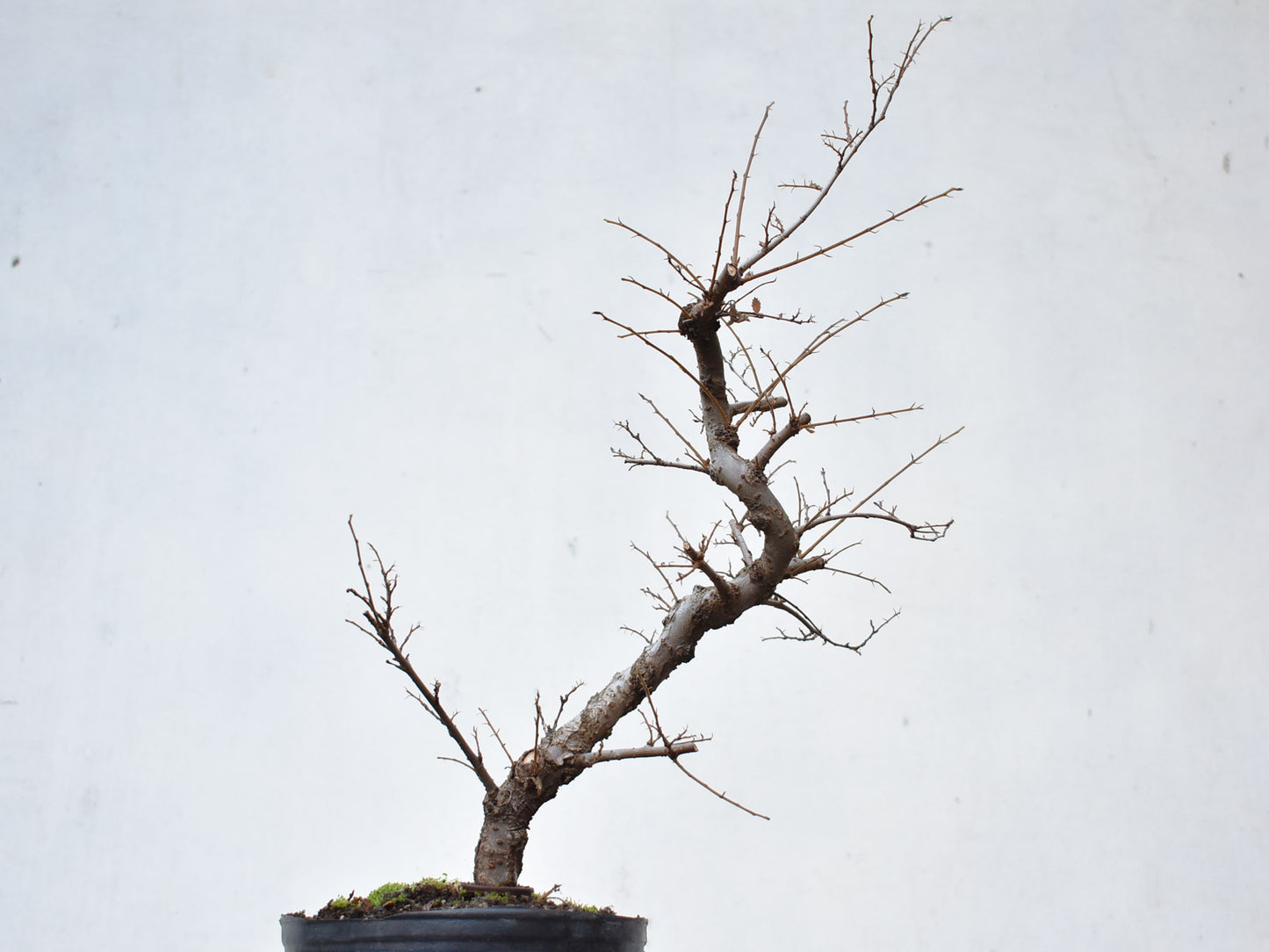 OLMO CHINO (Ulmus Parvifolia)
