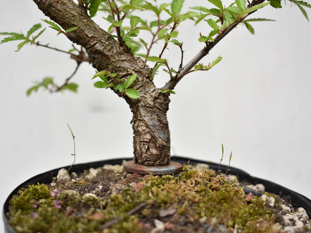 OLMO CHINO (Ulmus Parvifolia)