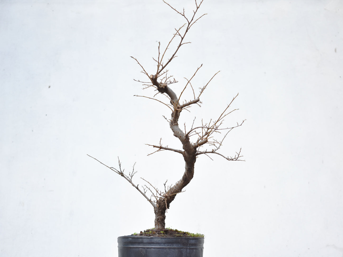 OLMO CHINO (Ulmus Parvifolia)