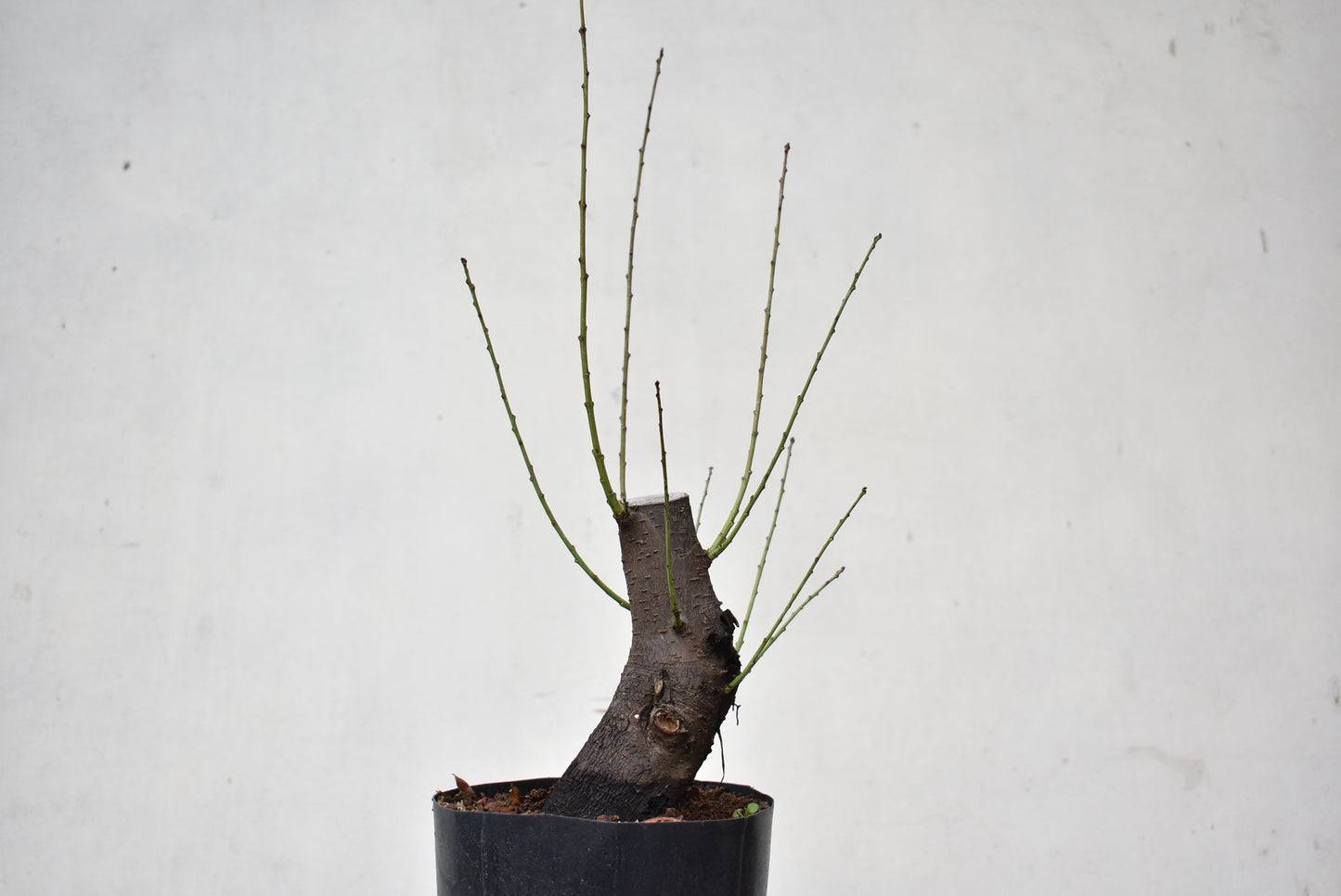 CIRUELO SILVESTRE (Prunus Cerasifera)