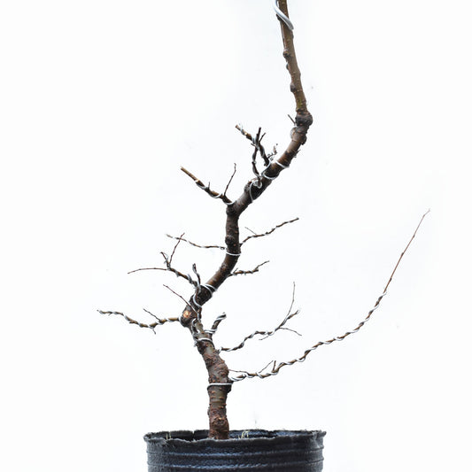 OLMO CHINO (Ulmus Parvifolia)