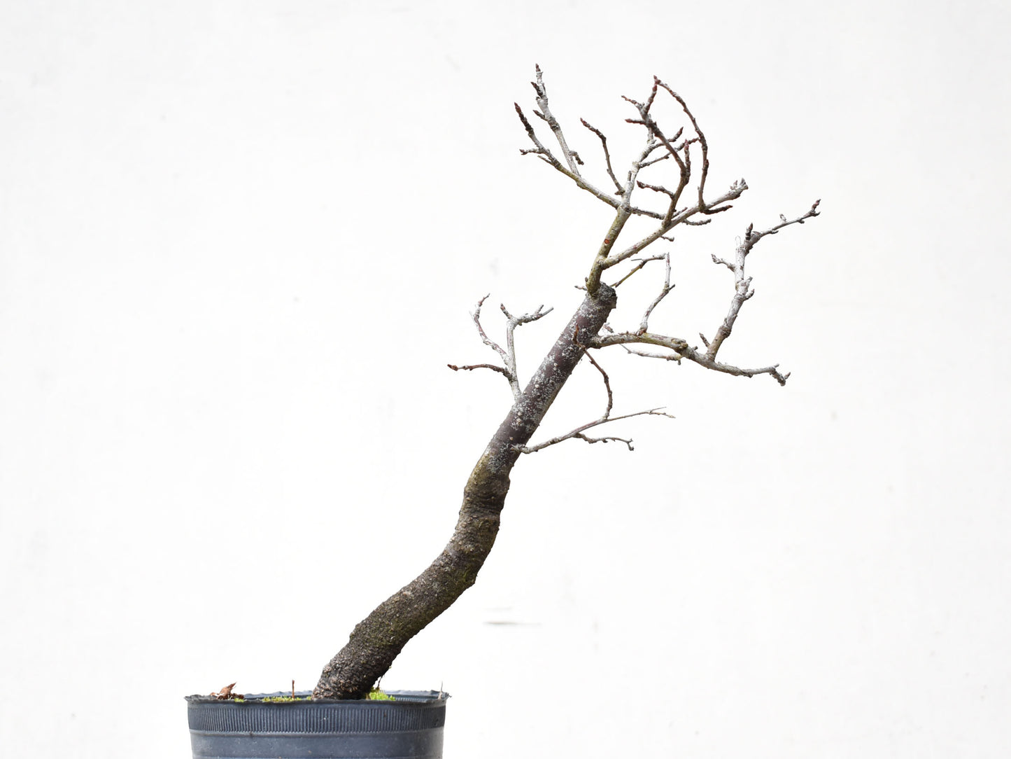 ENDRINO (Prunus Spinosa)