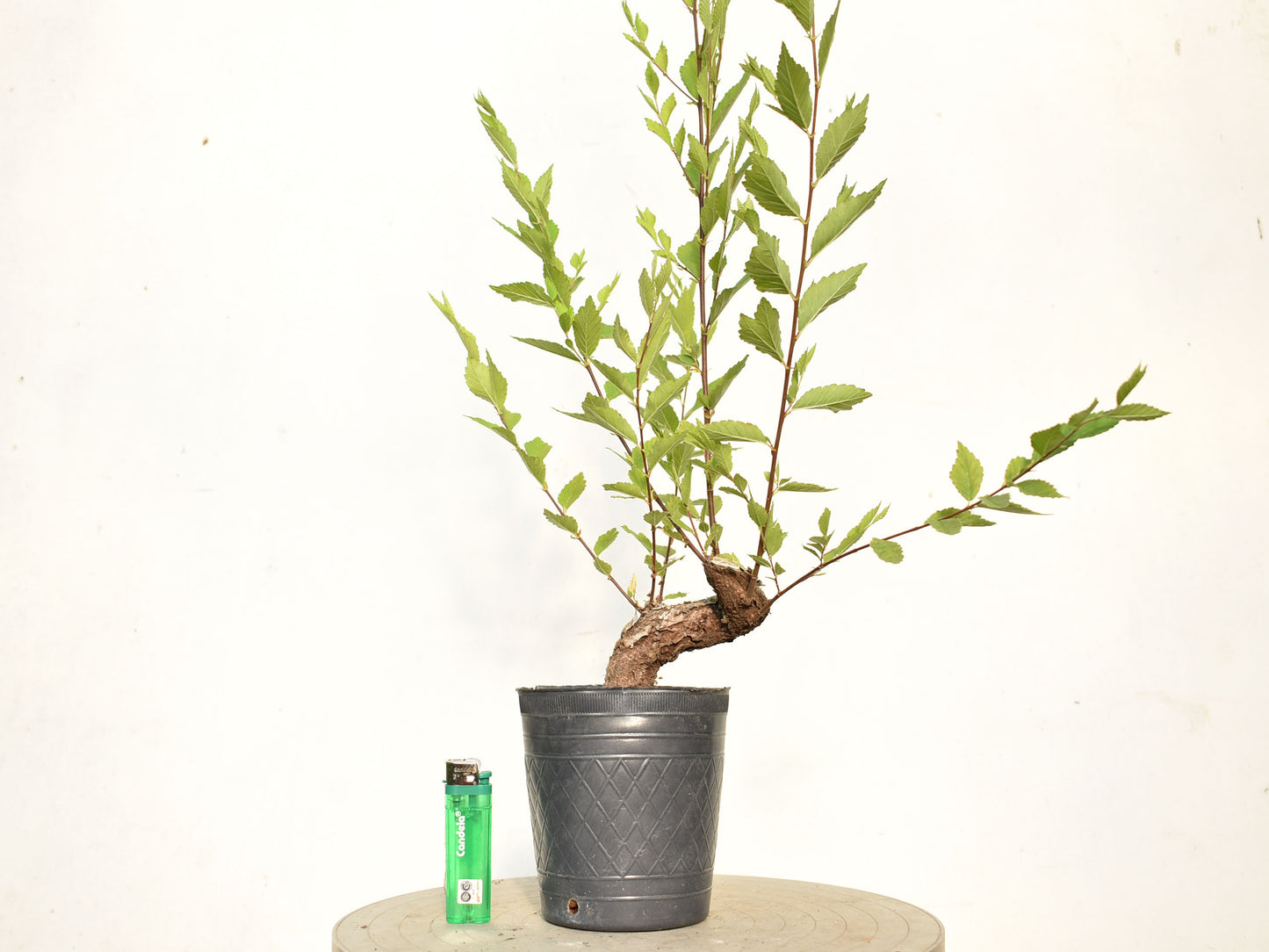 OLMO (Ulmus Minor)