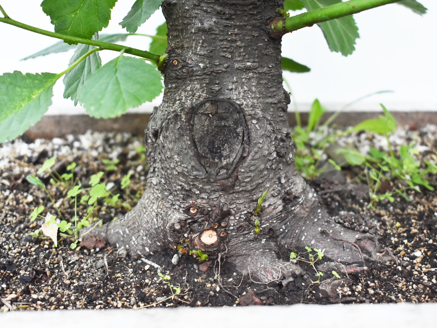 ALISO (Alnus Glutinosa)