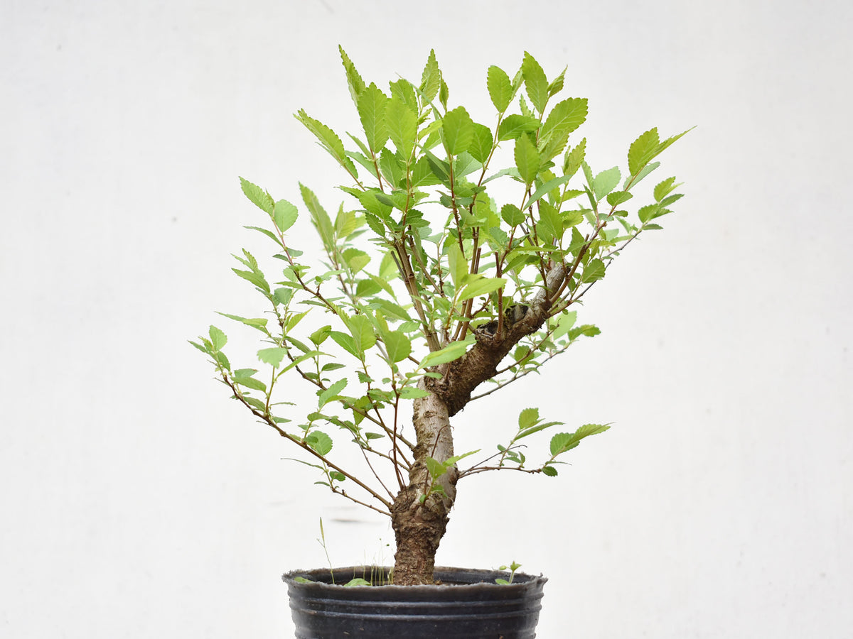 OLMO (Ulmus Minor)