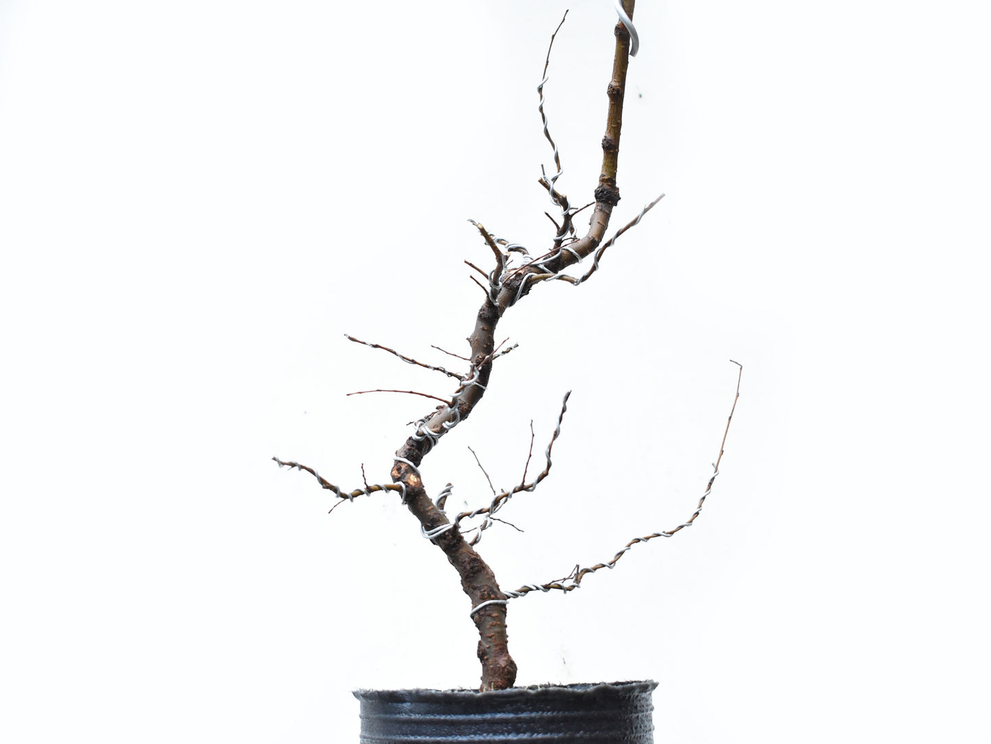 OLMO CHINO (Ulmus Parvifolia)
