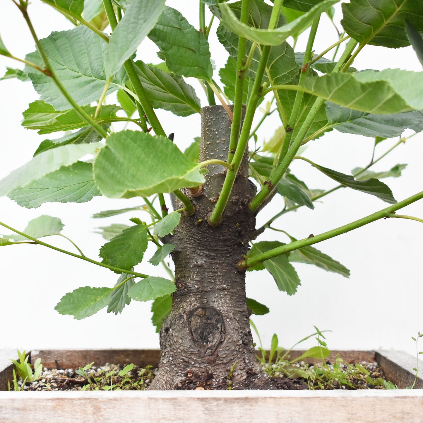 ALISO (Alnus Glutinosa)