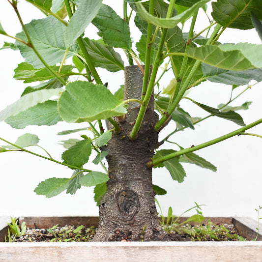 ALISO (Alnus Glutinosa)