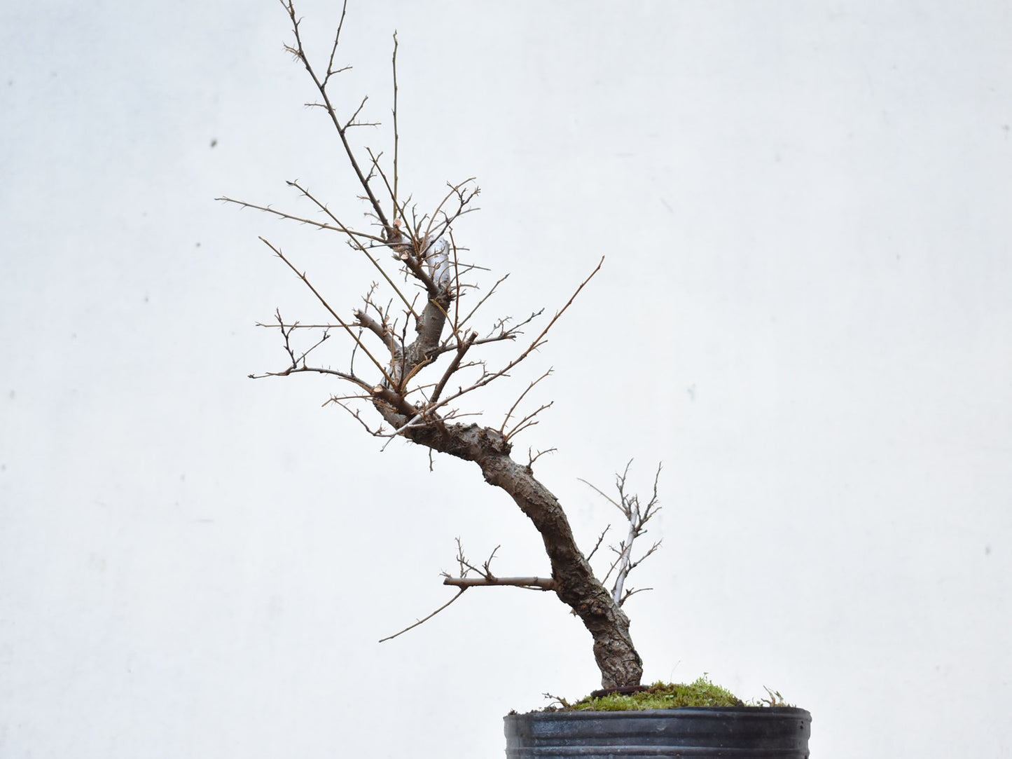 OLMO CHINO (Ulmus Parvifolia)