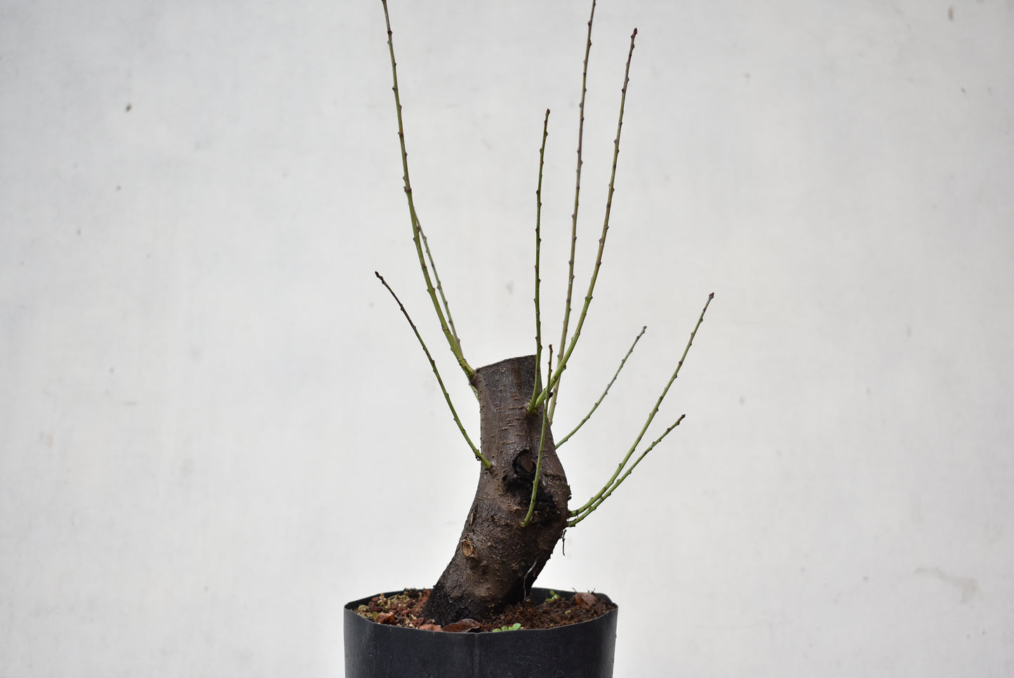 CIRUELO SILVESTRE (Prunus Cerasifera)