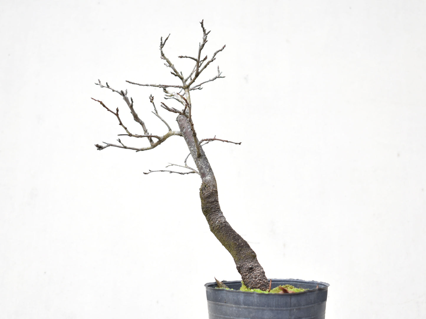 ENDRINO (Prunus Spinosa)