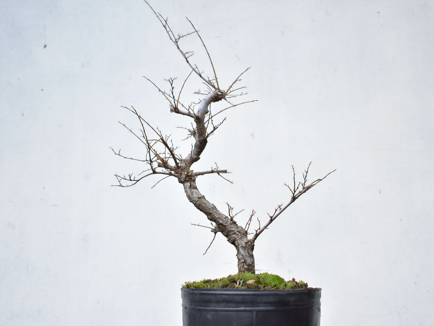 OLMO CHINO (Ulmus Parvifolia)