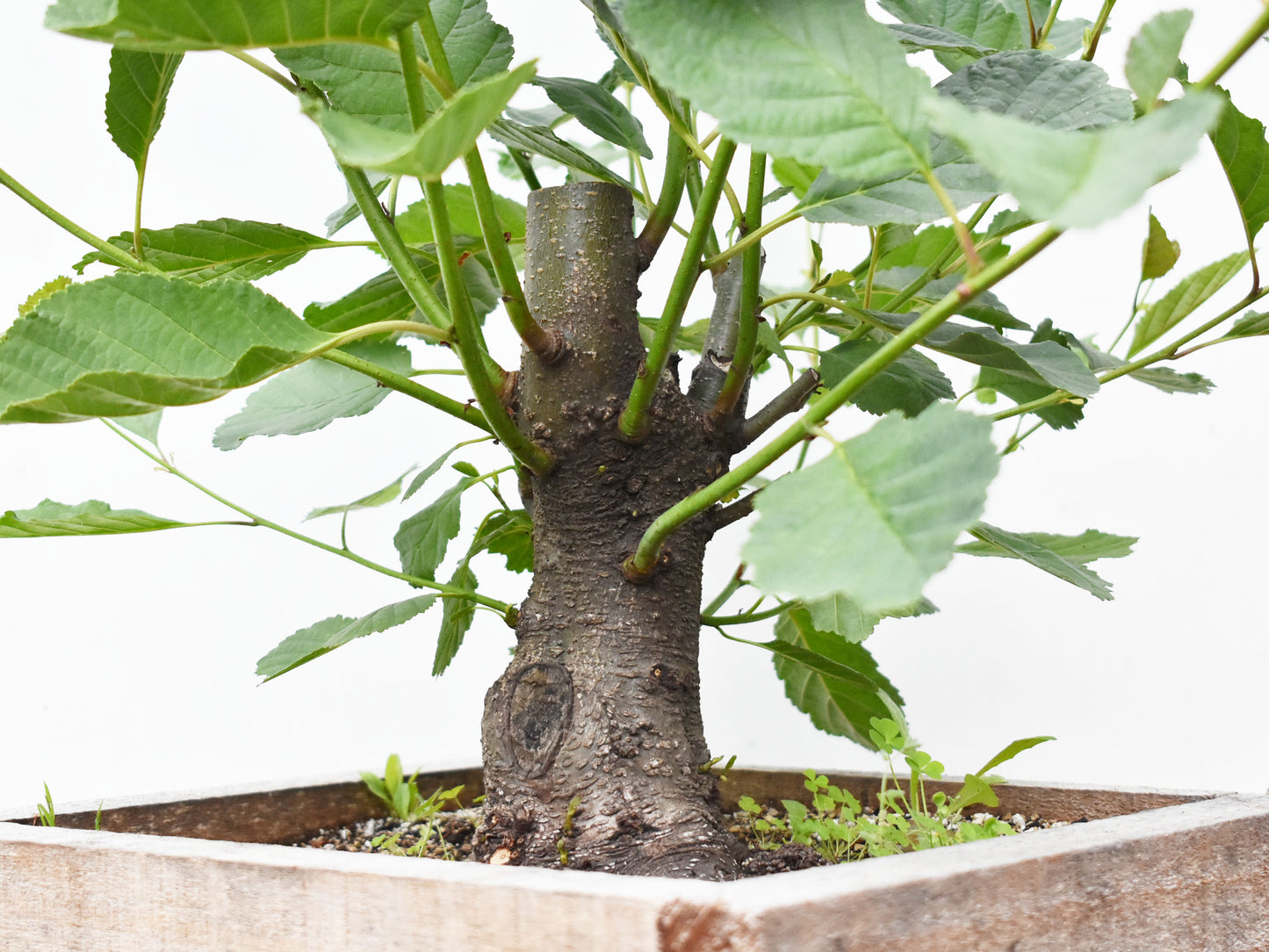 ALISO (Alnus Glutinosa)