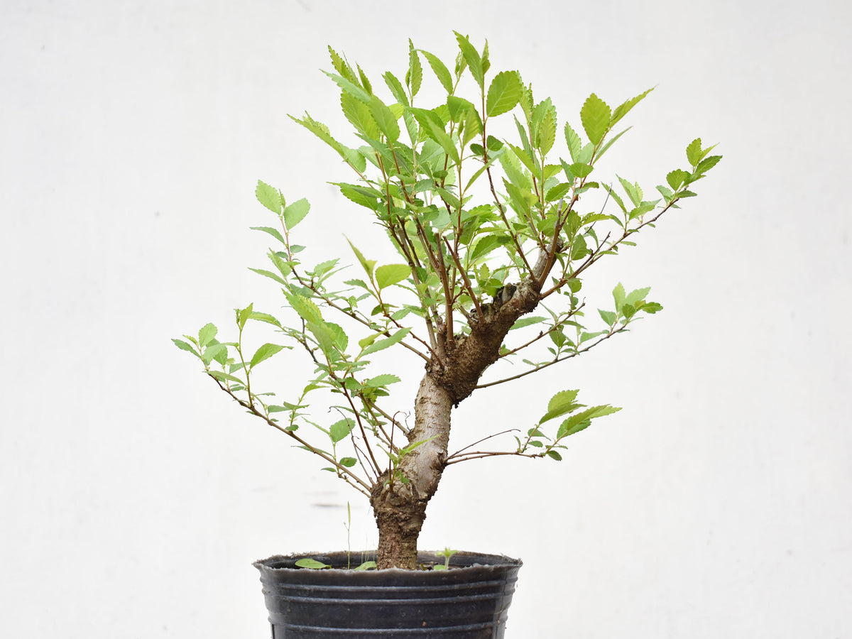 OLMO (Ulmus Minor)