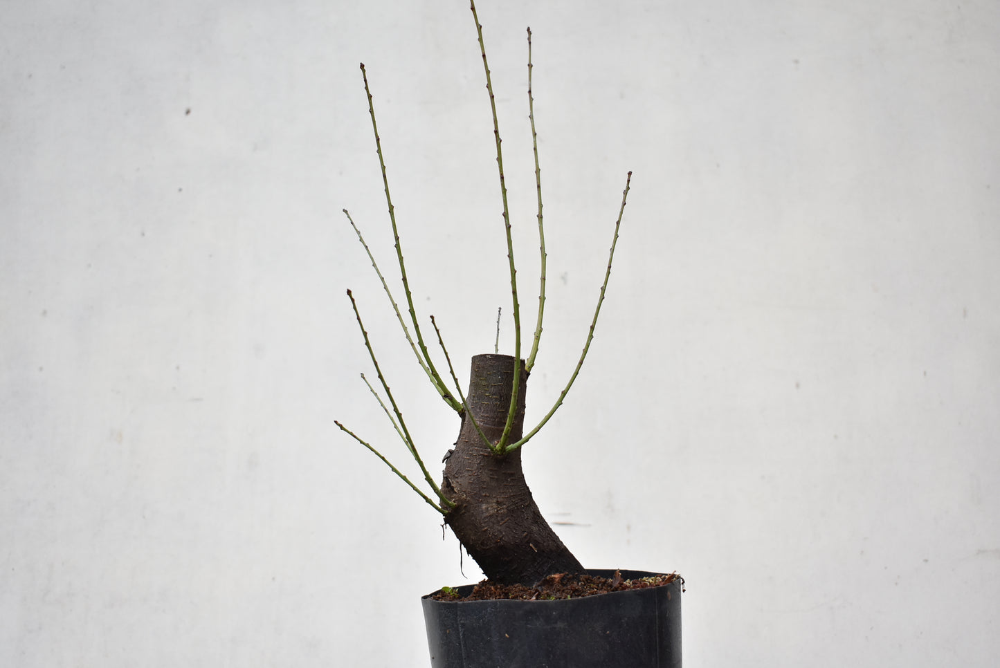 CIRUELO SILVESTRE (Prunus Cerasifera)