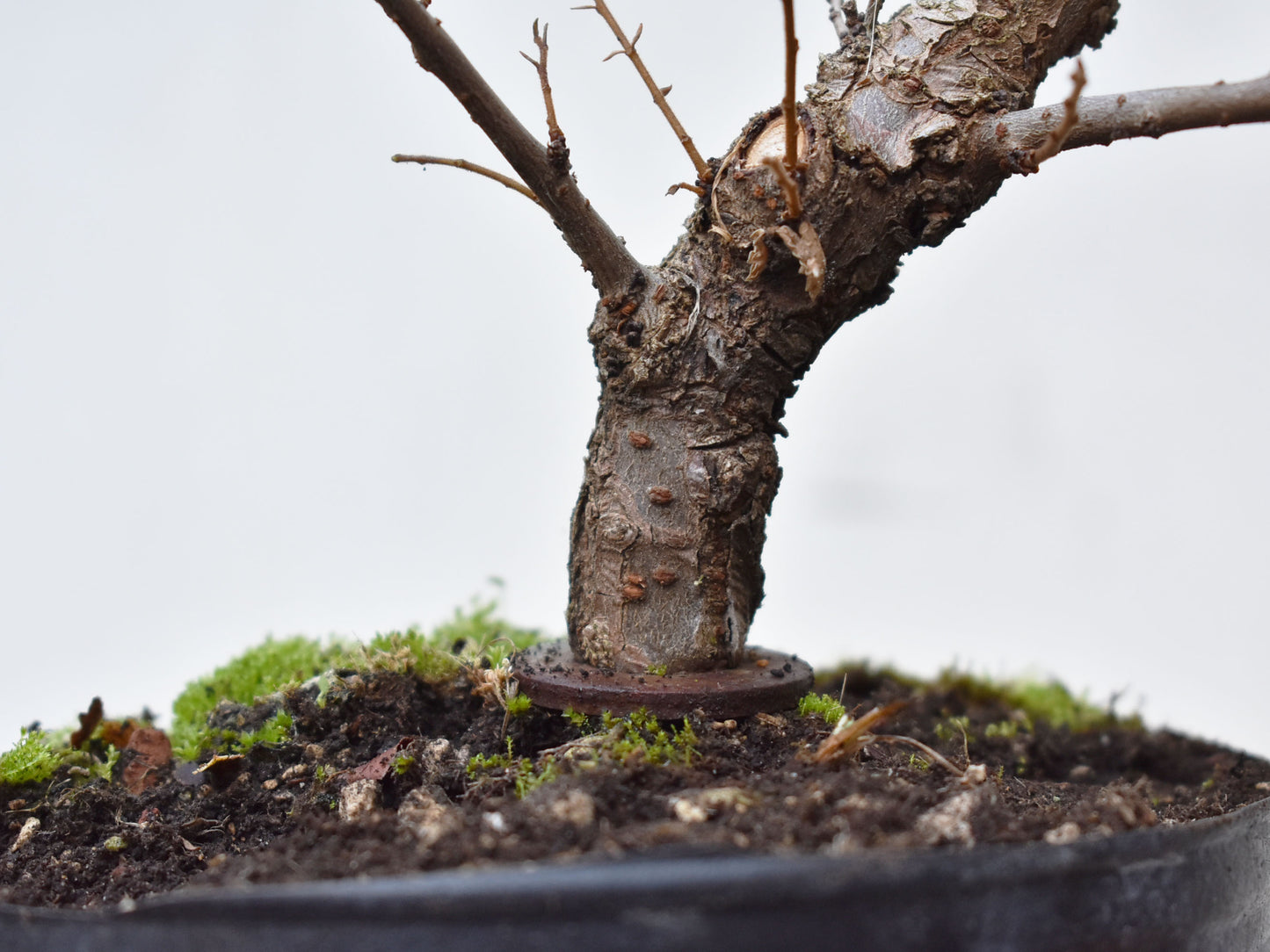 OLMO CHINO (Ulmus Parvifolia)